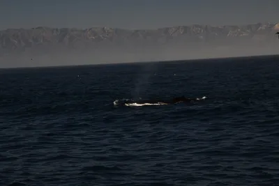 DSC_6651 (Large).JPG